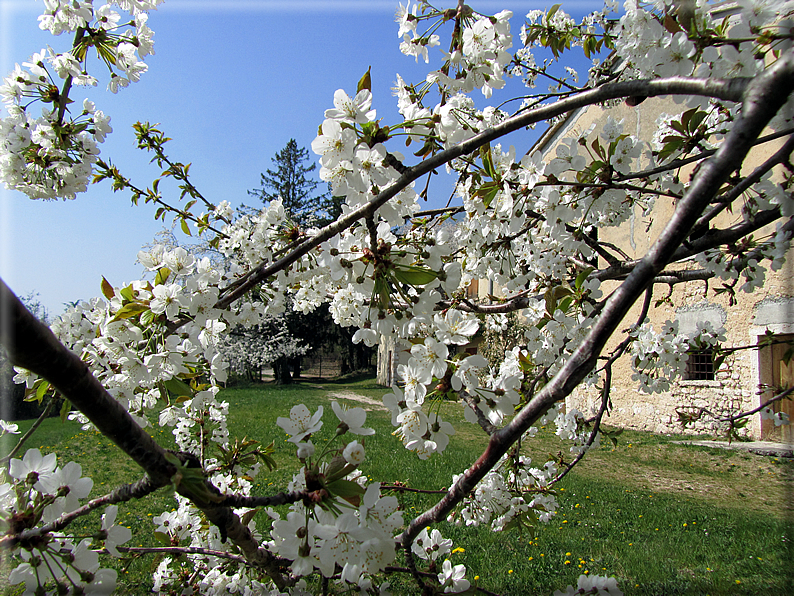 foto Ciliegi in fiore tra i Colli Asolani